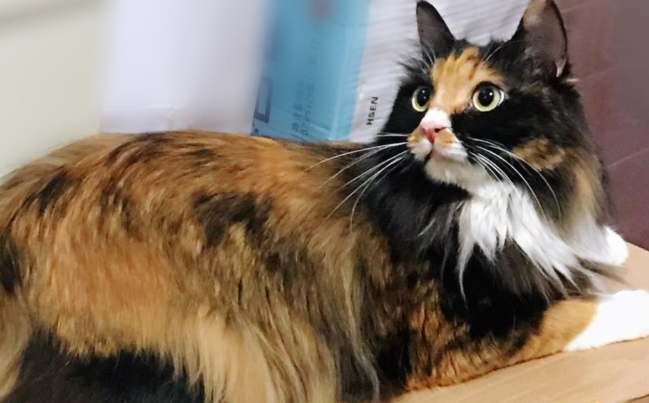 玳瑁猫性格真的特别好吗 玳瑁猫性格真的特别好吗