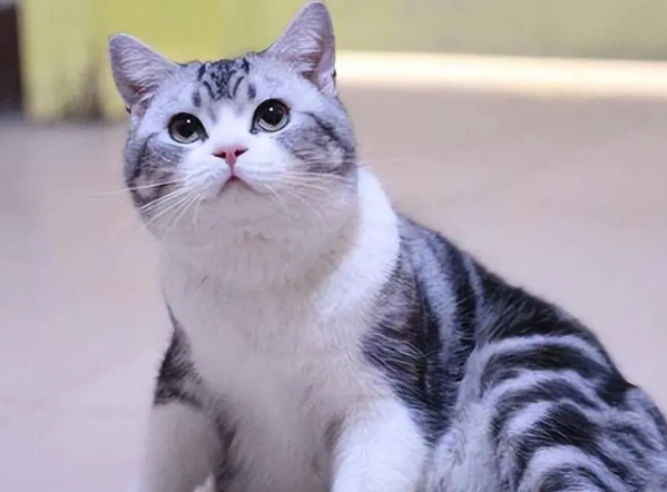 怎么样饲养美短猫呢 怎么样饲养美短猫呢