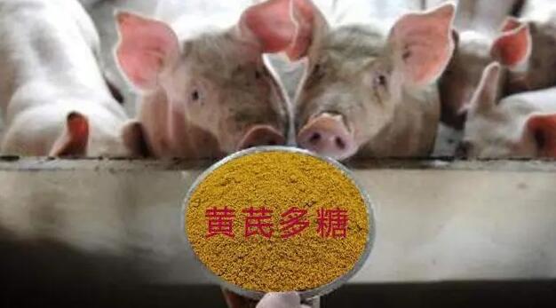 黄芪多糖兽用主治猪