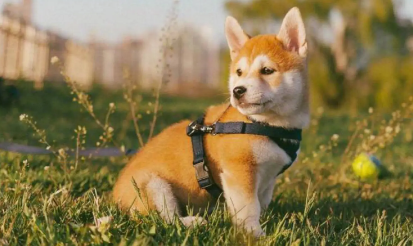 柴犬剃毛后怎样才能长好毛 有这几种食物可以帮助长毛 柴犬剃毛后怎样才能长好毛 有这几种食物可以帮助长毛