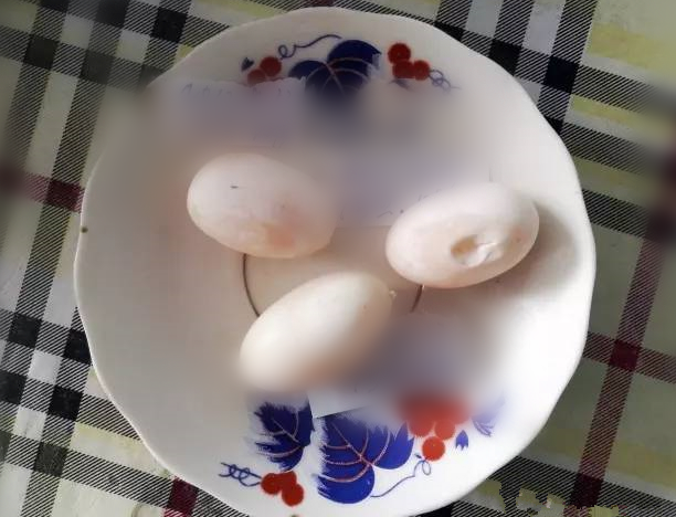 单身乌龟下了3个蛋,主人却满脸问号:这能生出幼崽吗? 单身乌龟下了3个蛋,主人却满脸问号:这能生出幼崽吗?