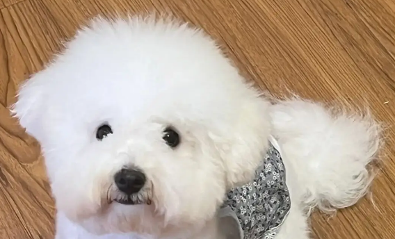 西高地犬和比熊混血
