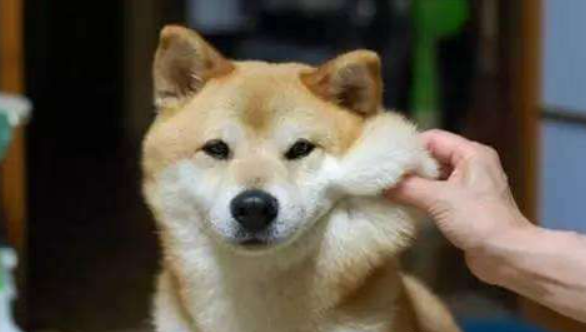 小柴犬不吃狗粮怎么办？是什么原因？