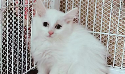 剪刀找猫方法没有灶台怎么办 剪刀找猫方法没有灶台怎么办