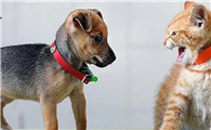 狗狗为什么怕猫科