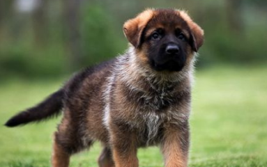 德国牧羊犬怎么饲养 白天经常和小狗呆在一起 德国牧羊犬怎么饲养 白天经常和小狗呆在一起