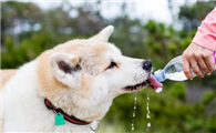 狗结石的症状以及预防办法?
