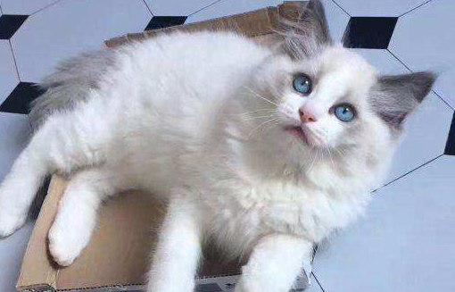 布偶猫和蓝猫配种可以吗?布偶猫和蓝猫配种原来这么多缺点 布偶猫和蓝猫配种可以吗?布偶猫和蓝猫配种原来这么多缺点
