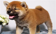 竹联庄柴犬怎么样