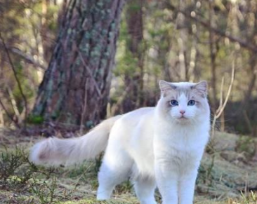 布偶猫最大长到几岁？布偶猫几岁定型？