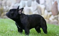 法牛多少钱一只幼犬