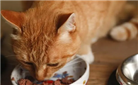 猫食欲不好怎么回事?