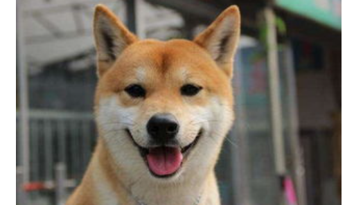 柴犬拆窝怎么办?柴犬窝一般需要多大面积? 柴犬拆窝怎么办?柴犬窝一般需要多大面积?