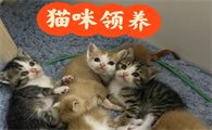 深圳猫网会员如何注册