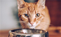 猫咪不吃不喝怎么办呢