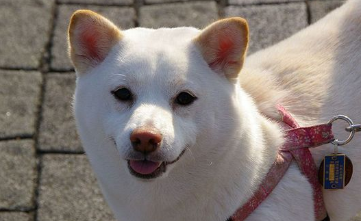 白柴犬鼻子会变粉色吗？