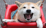 柴犬换牙过程及注意事项？柴犬什么时候开始换牙？
