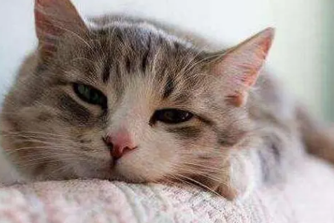 猫怀孕尿血是流产吗？怎么办？