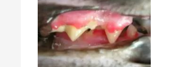 6个月猫咪嘴巴臭怎么办?六个多月的猫口臭牙龈出血? 6个月猫咪嘴巴臭怎么办?六个多月的猫口臭牙龈出血?