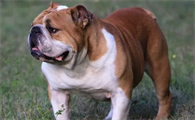 英国斗牛犬多久发情啊