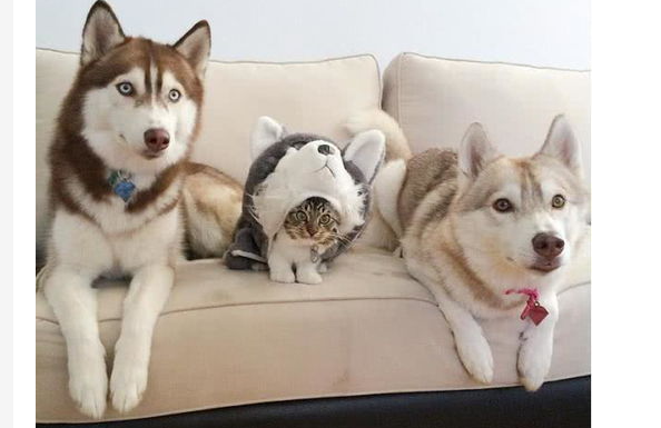 犬猫危重疾病治疗技术——输血疗法（犬瘟热输血疗法治愈）