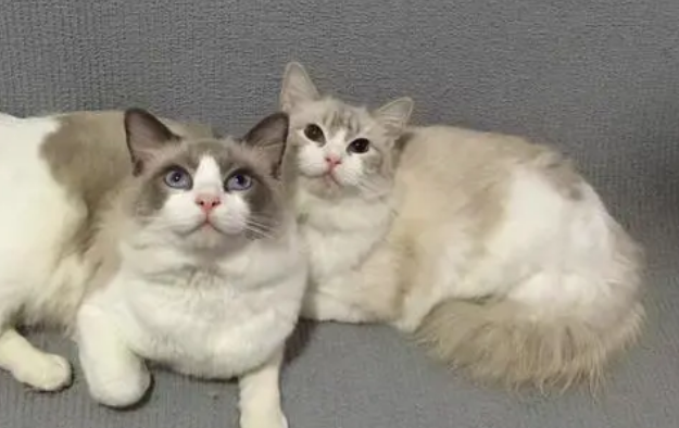 猫舍最便宜的猫要多少钱 猫舍最便宜的猫要多少钱