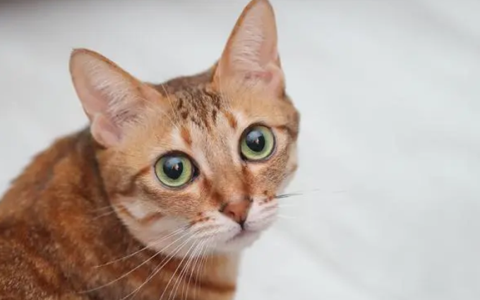 美短和布偶生的猫咪叫什么品种 美短和布偶生的猫咪叫什么品种