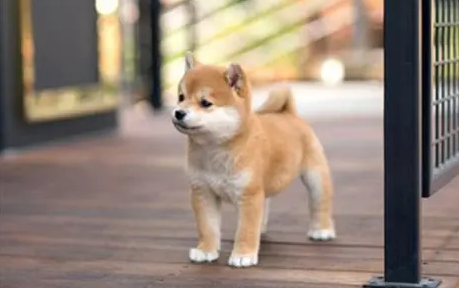 柴犬能吃鸡蛋吗？柴犬吃鸡蛋需要注意的？