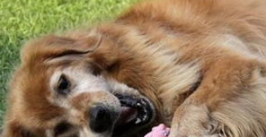 狗狗误食蟑螂药怎么办？宠主看过来