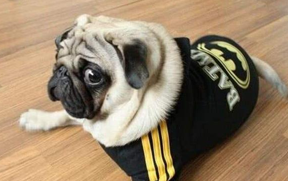 巴哥犬的优缺点是什么？