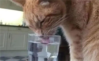 猫喝酒了怎么办?猫喝酒了怎么救?