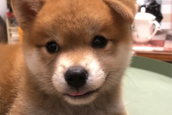 柴犬不好养的理由?没想到柴犬居然这么难养! 柴犬不好养的理由?没想到柴犬居然这么难养!