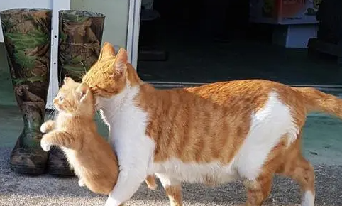 为什么母猫在交配过程中会大声尖叫？