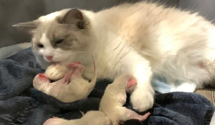 宠物医院帮猫咪接生多少钱 宠物医院帮猫咪接生多少钱
