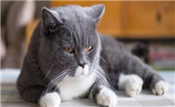 猫咪能活多少年的寿命