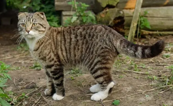 虎斑猫有基因缺陷吗