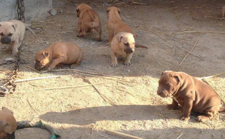 成都哪里有比特犬舍