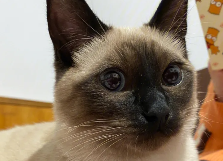 暹罗猫会发腮吗 ?让暹罗猫发鳃的方法? 暹罗猫会发腮吗 ?让暹罗猫发鳃的方法?