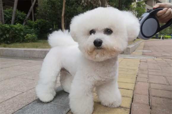 狗可以吃黄瓜吗？