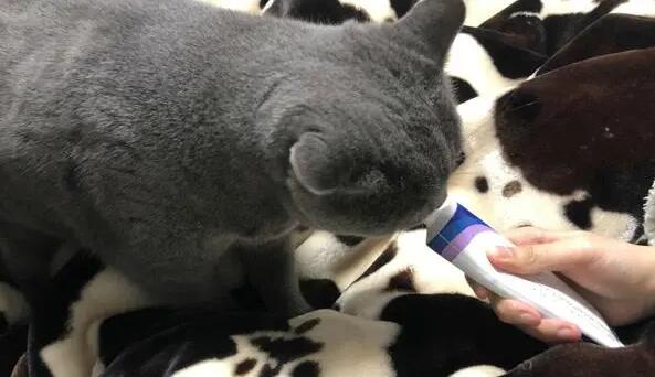 蓝猫要吃化毛膏吗
