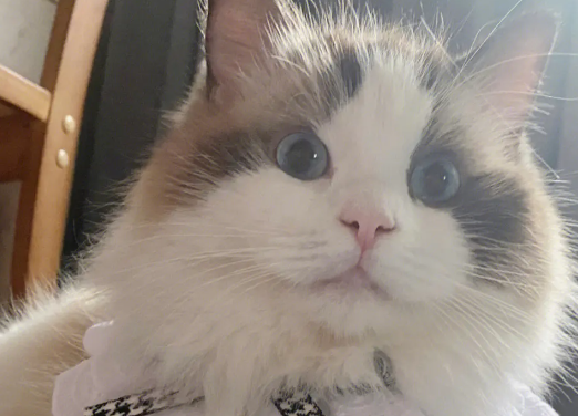 布偶猫最大长到几岁？布偶猫几岁定型？