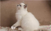 布偶猫什么时候不咬人？布偶猫什么时候出现咬人情况？