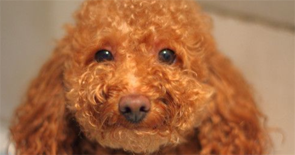 茶杯泰迪犬饲养注意事项？要特别注意其生存的温度