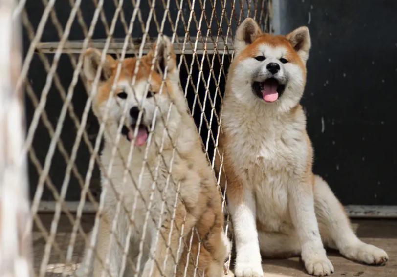 上海秋田犬舍哪家好
