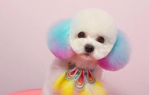 宠物狗染色的注意事项! 宠物狗染色的注意事项!