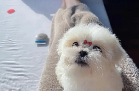 马尔济斯犬舍哪个好 马尔济斯犬舍哪个好