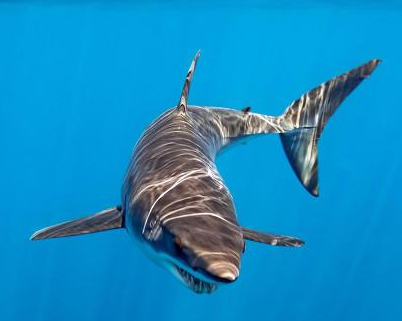 被鲨鱼咬了五口，一群海豚“救了”他，缝了300多针捡回一条命