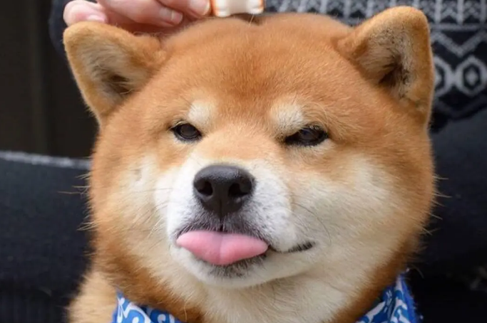 柴犬除了狗粮吃什么好？怎样保证柴犬的营养全面？