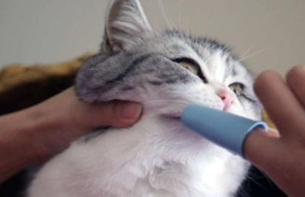 猫刷牙刷不到里面怎么办？