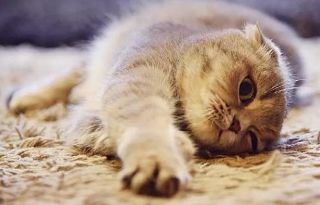 小猫一直叫找妈妈怎么办啊怎么回事？